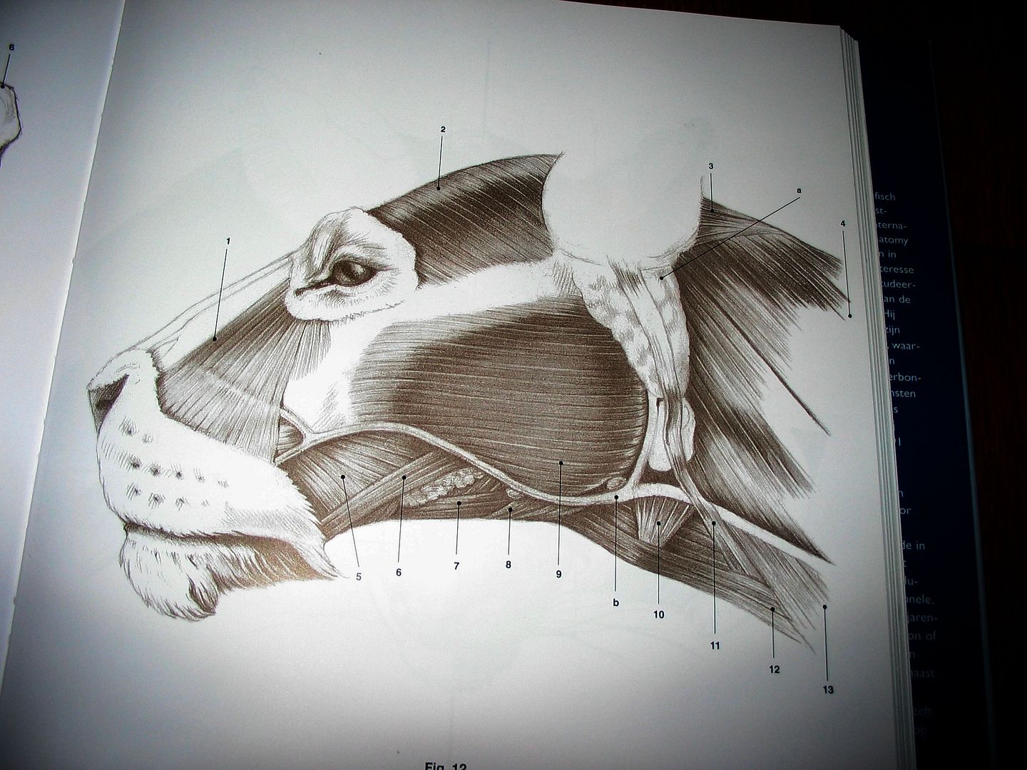 The Huge Gallery of Anatomy ~*~ | The Endless Forest